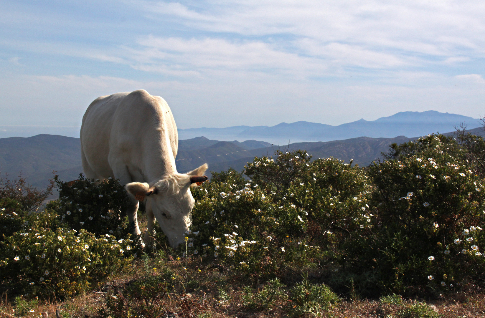 la vache