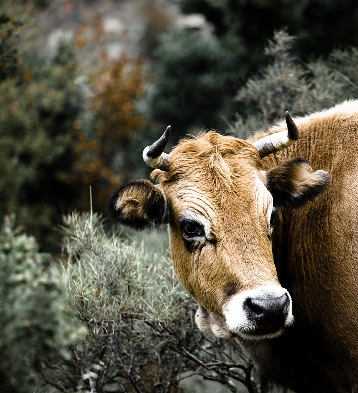 la vache corse