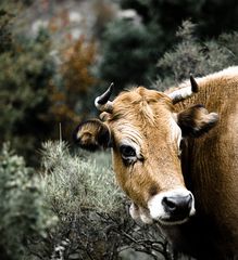 la vache corse