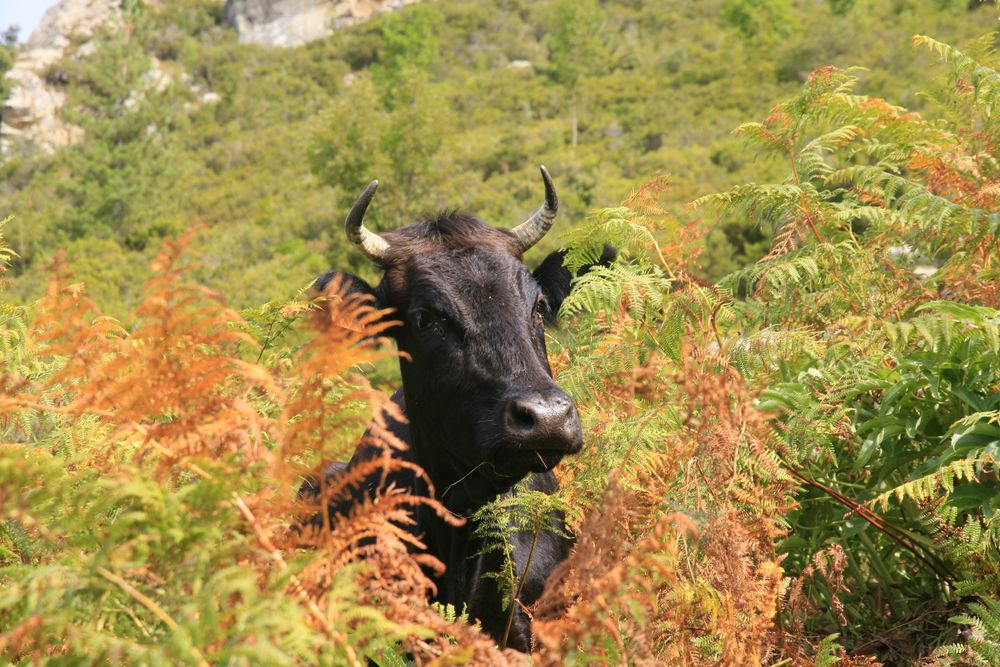 La vache dans le maquis Corse