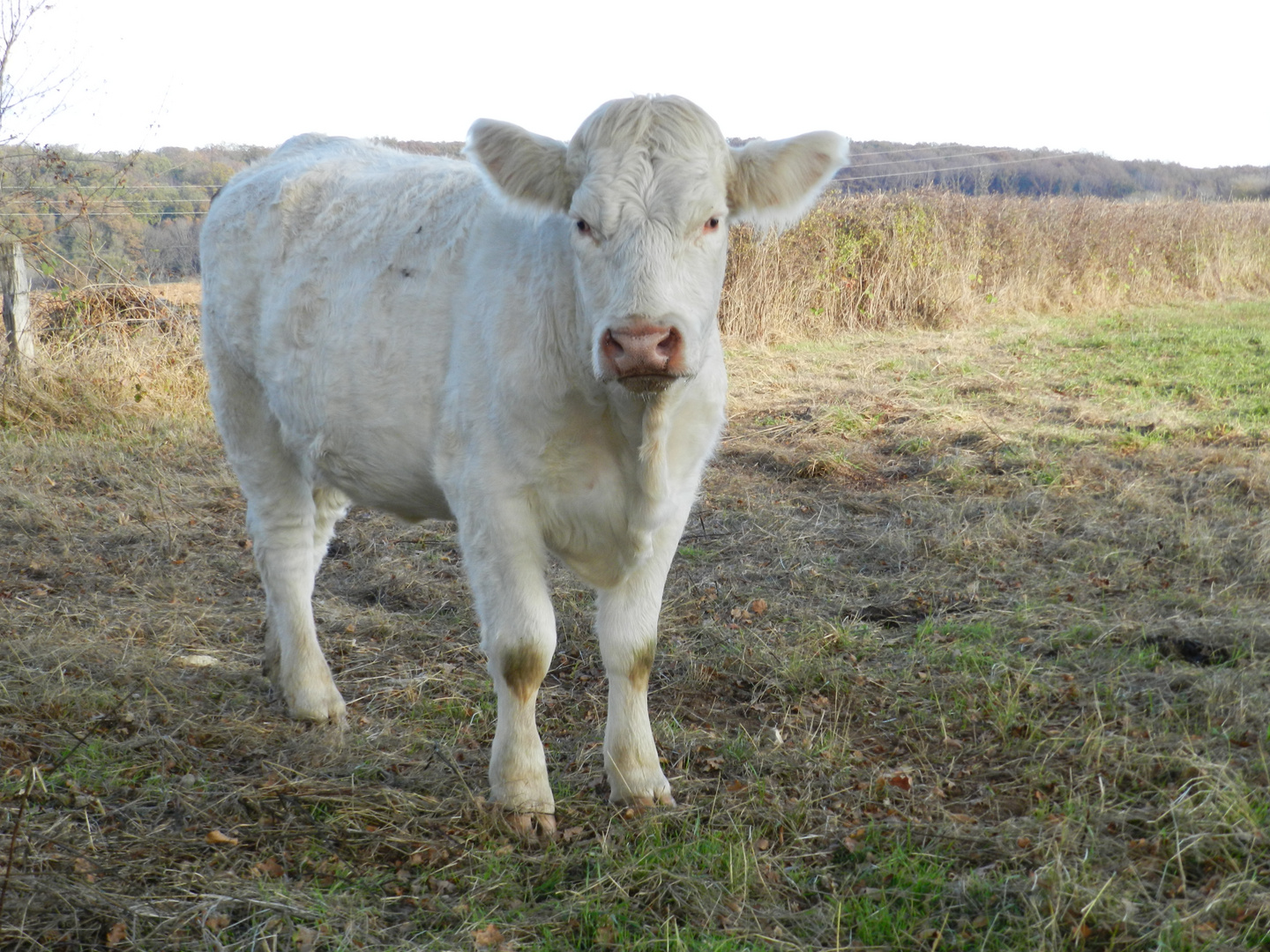 la vache de nos campagnes