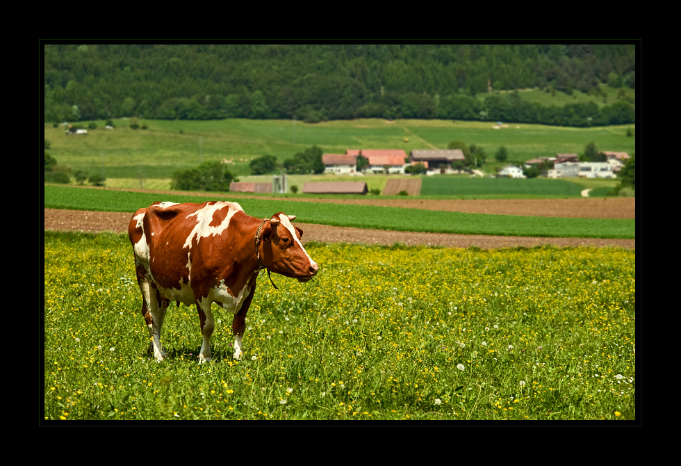 La vache, die Kuh ;-)