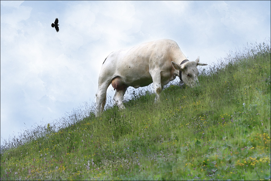 La vache du pré du voisin :-)