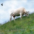 La vache du pré du voisin :-)