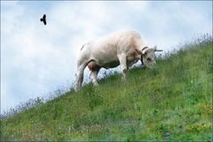 La vache du pré du voisin :-)