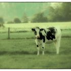 La vache