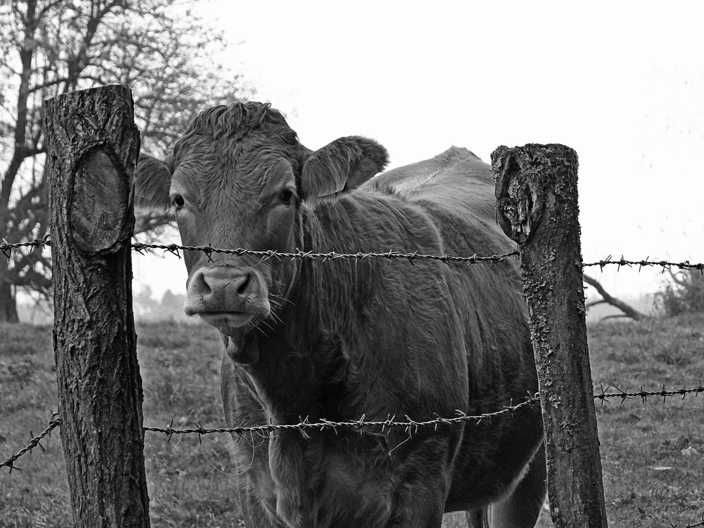 La vache EST le prisonnier...