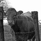 La vache EST le prisonnier...