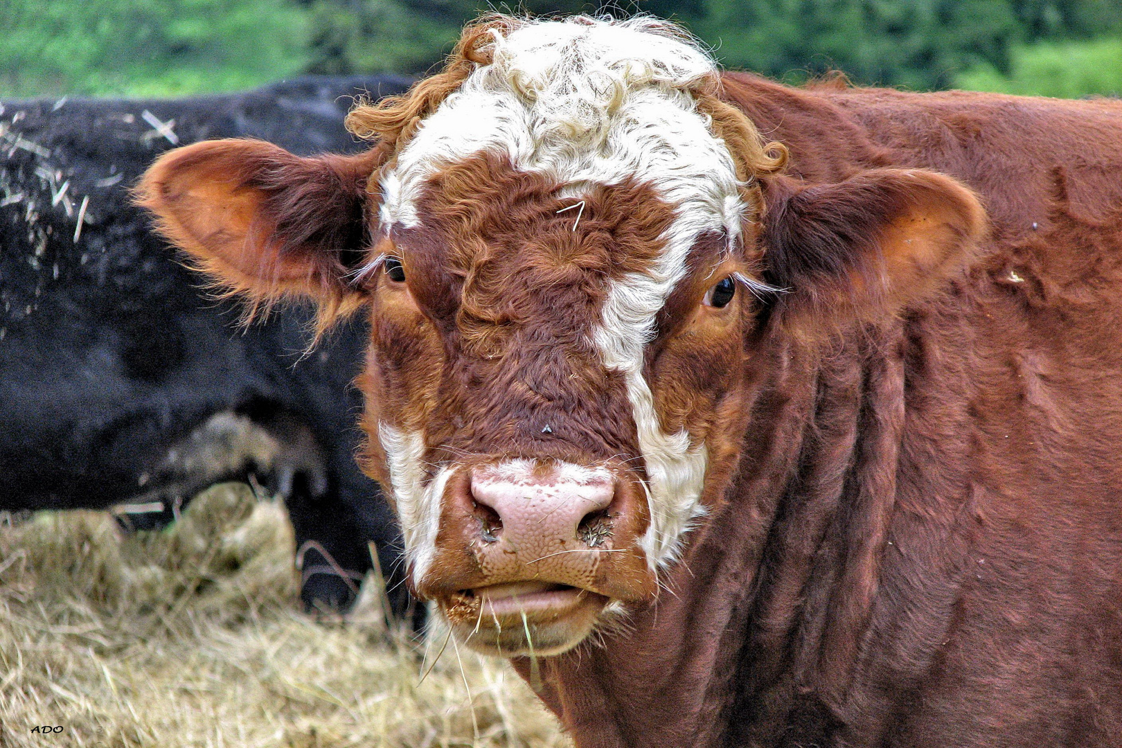 la vache et la mouche