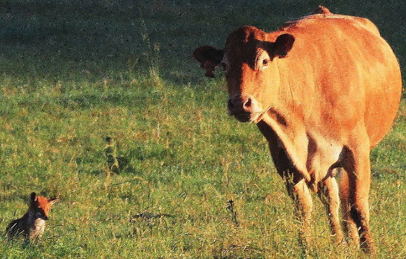 La vache et le renard