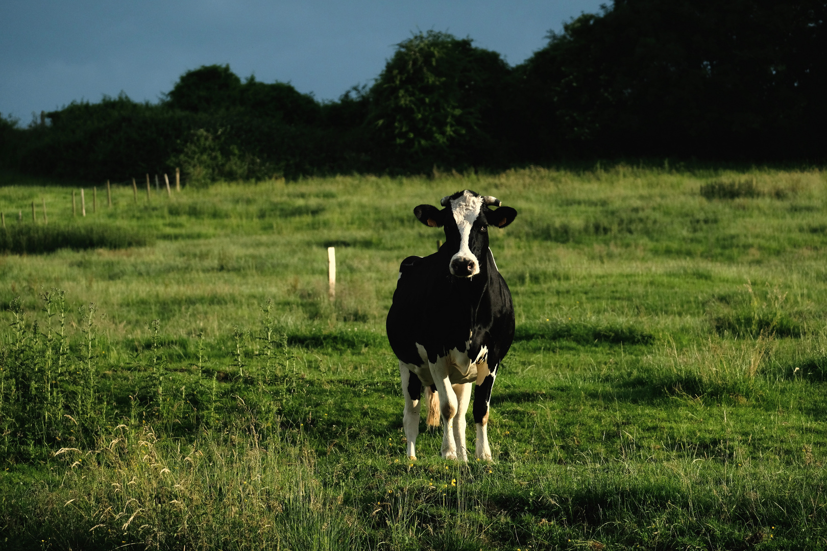  la vache normande curieuse et observatrice 