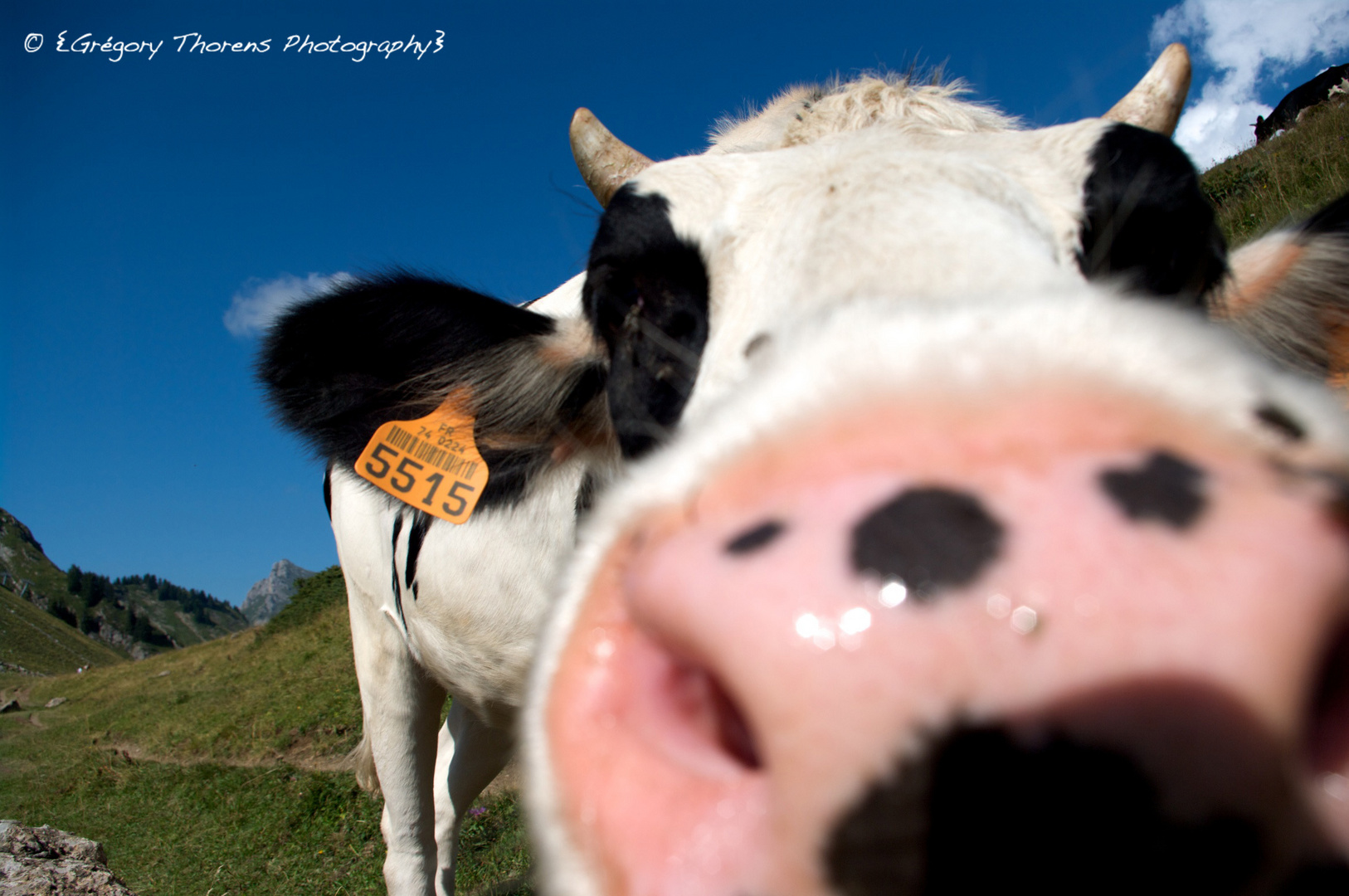 La vache qui rit