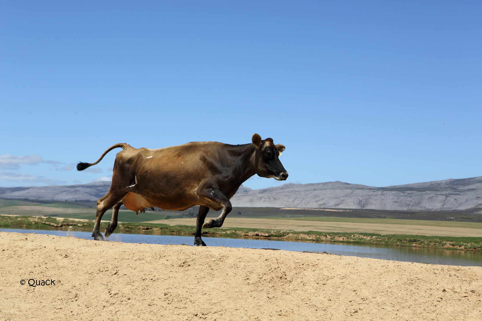 La vache qui rit