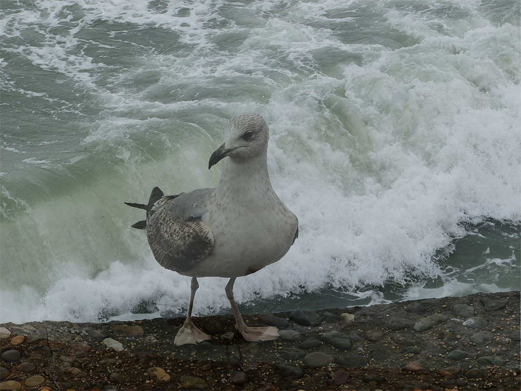 la vague et le goeland