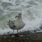 la vague et le goeland