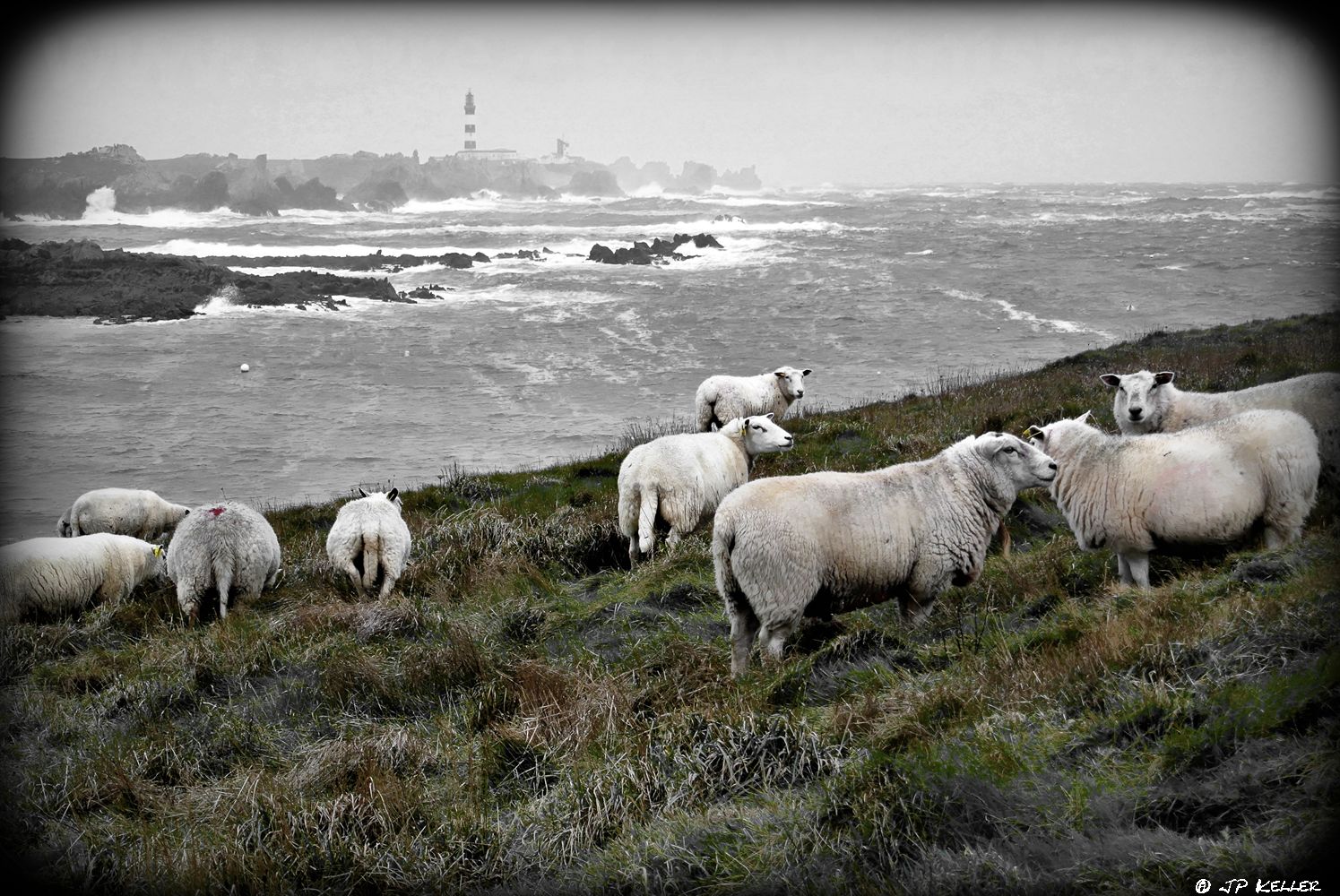 La vaine pâture, tradition ancestrale... Ouessant