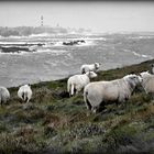 La vaine pâture, tradition ancestrale... Ouessant