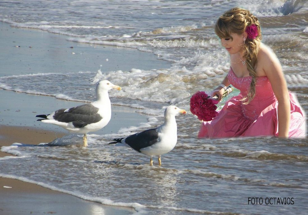 la vale y sus gaviotas