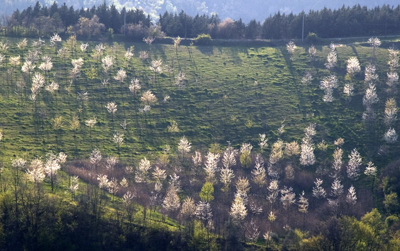 La "valle dei ciliegi" al ritorno ,,