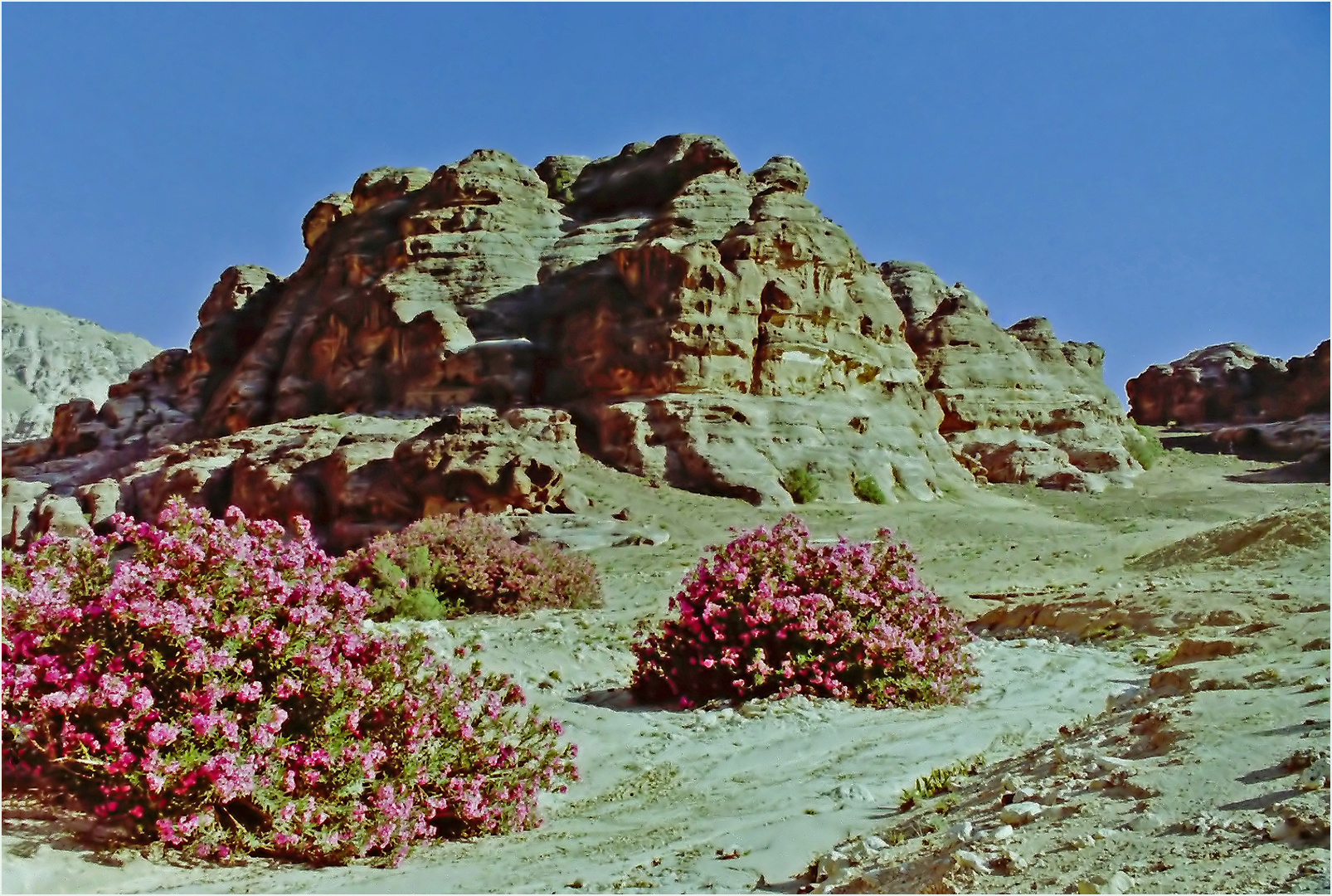 La vallée aride aux lauriers roses près de Petra  