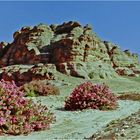 La vallée aride aux lauriers roses près de Petra  