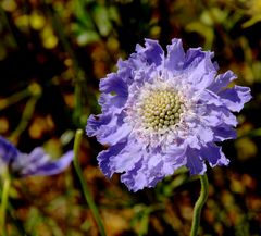 la Valse Bleue de Valloires