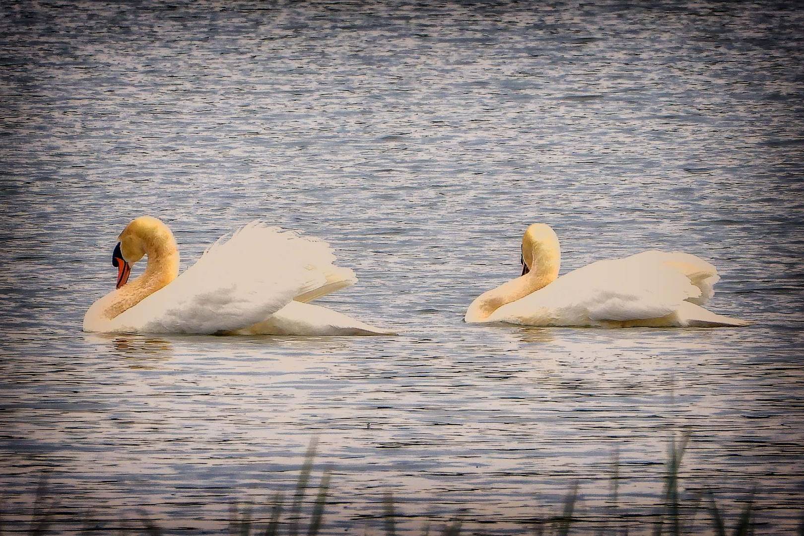 La Valse des Cygnes au lac de Madine