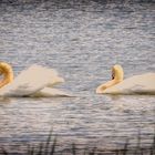 La Valse des Cygnes au lac de Madine