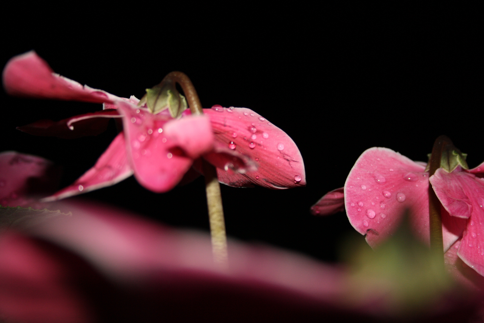 La Valse des fleurs