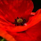 La valse du coquelicot