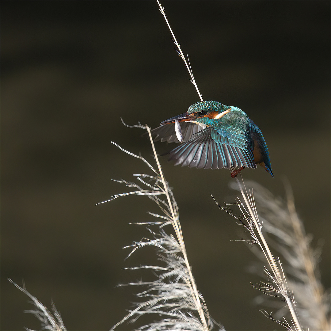 La valse du poisson **