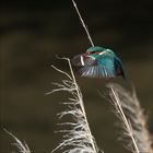 La valse du poisson **