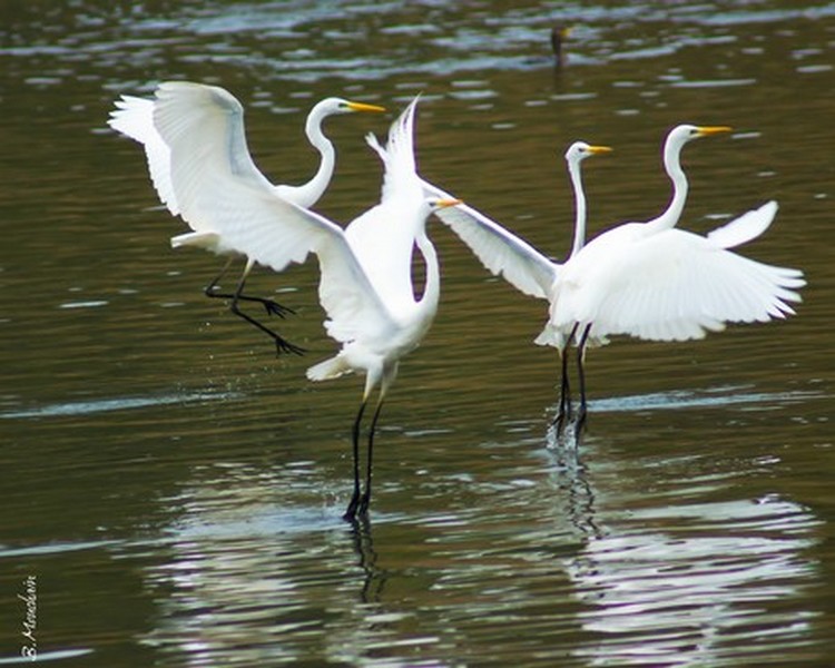 La valse sur l'étang