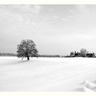 La vecchia quercia e il santuario