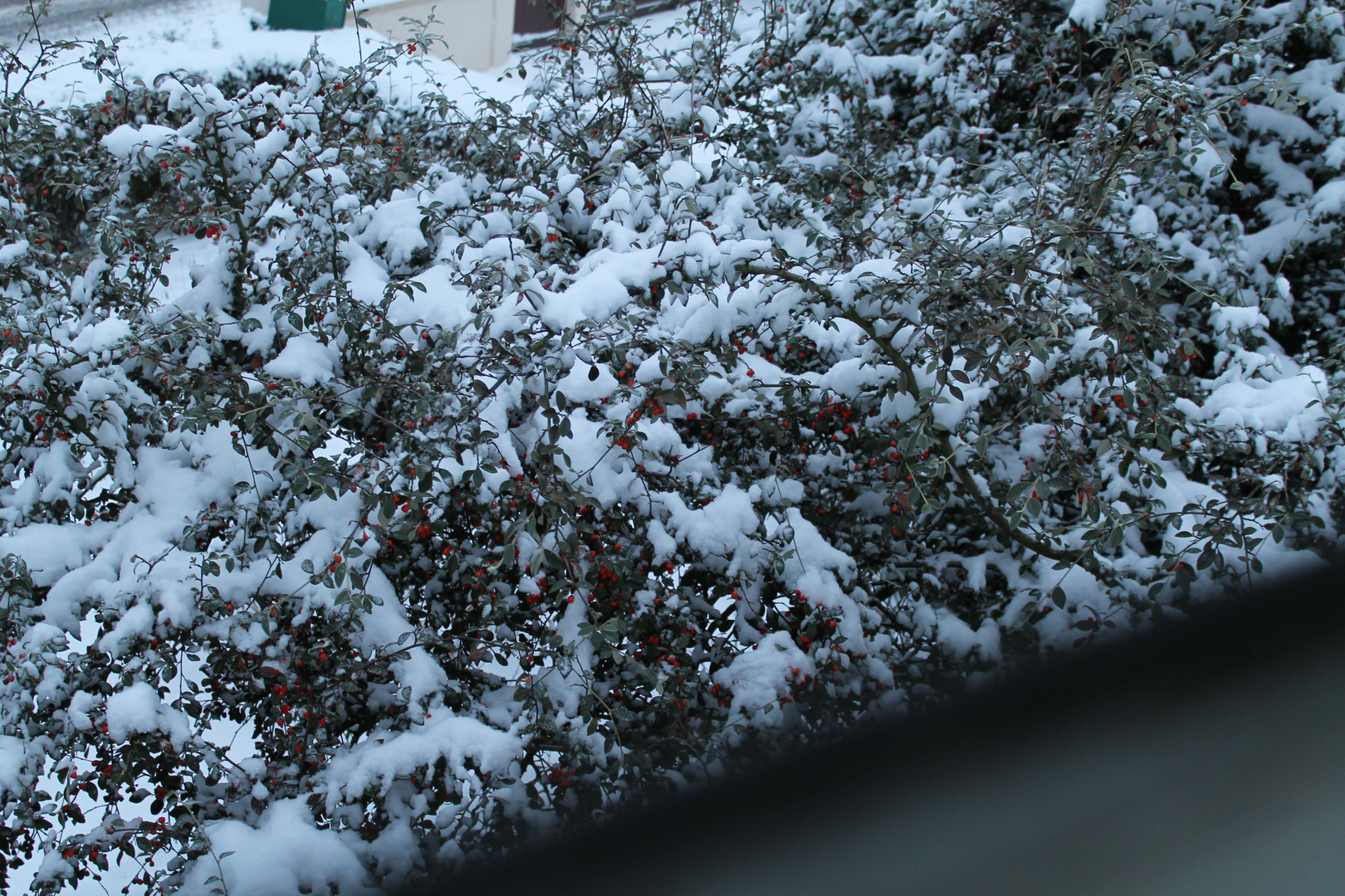 La végétation sous la neige.