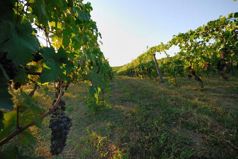 La vendemmia è vicina...