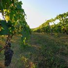 La vendemmia è vicina...