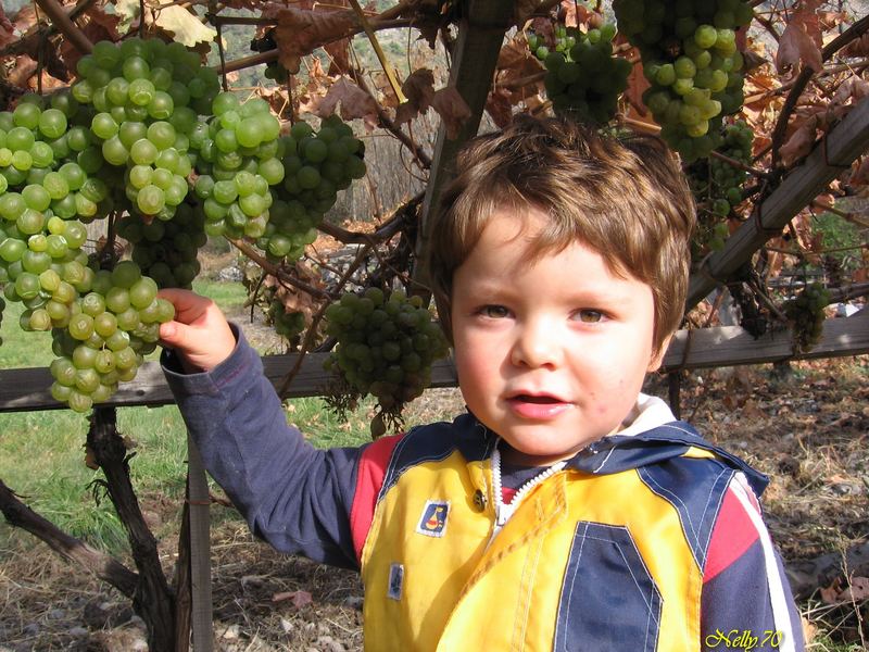 La Vendemmia Tardiva