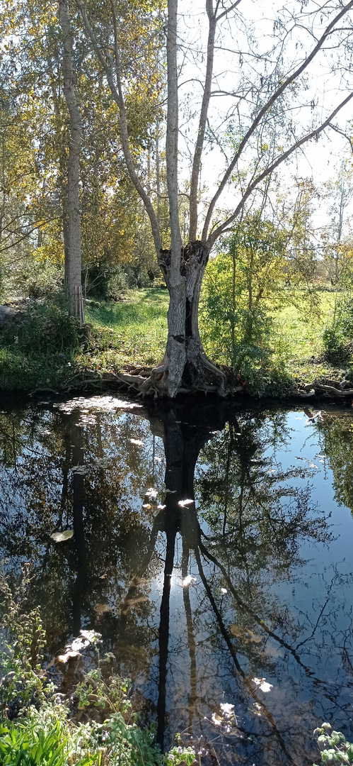 la Venise verte