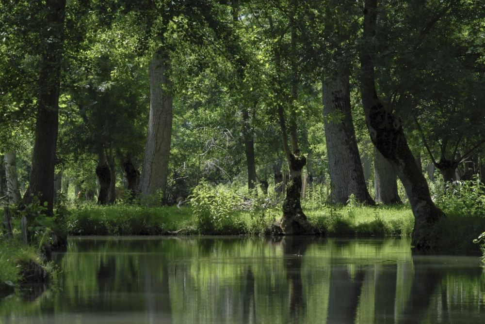 La Venise verte