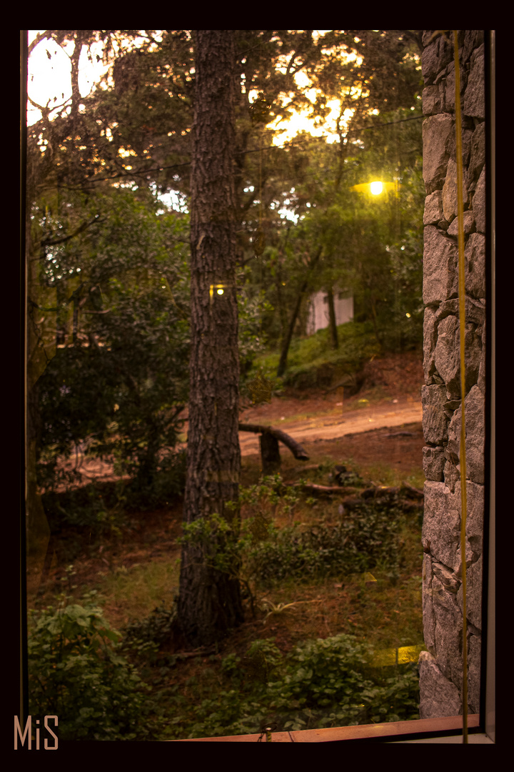 La ventana al bosque