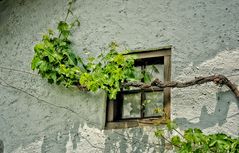 La ventana y la parra