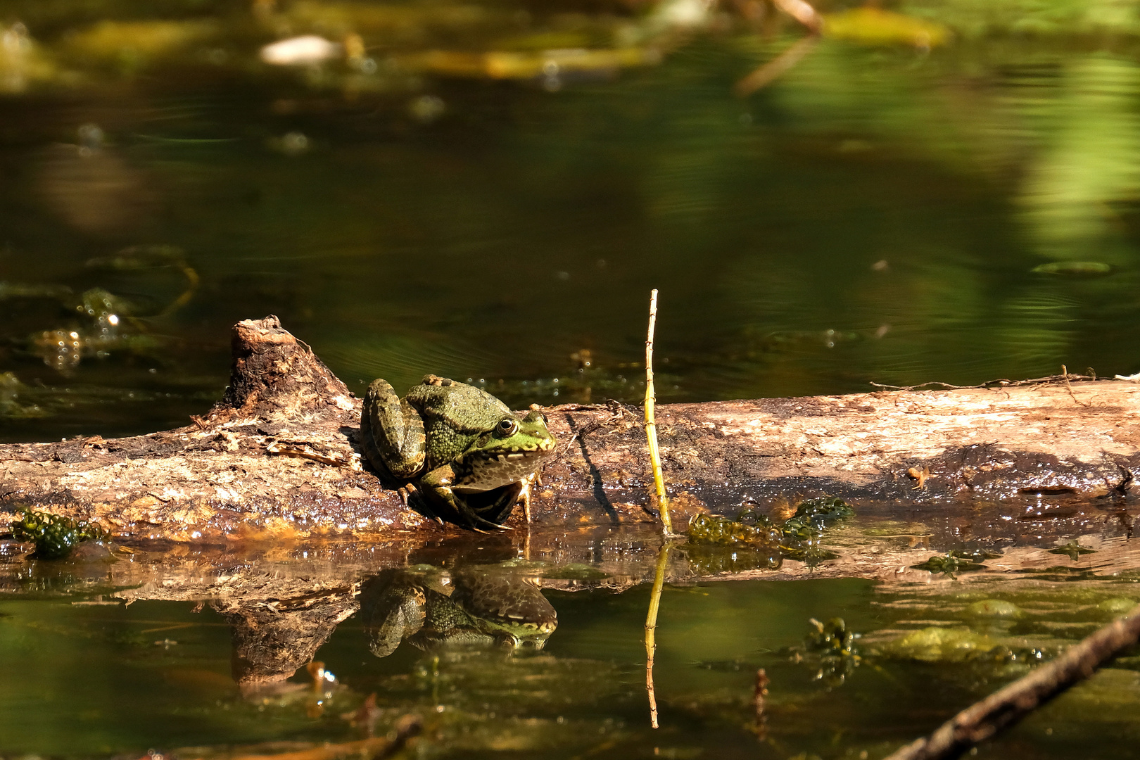 la Verte, Jojo le pétrifié et le Reflet 