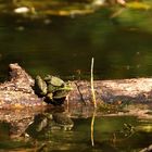 la Verte, Jojo le pétrifié et le Reflet 