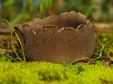 La vi y me gusto, será comestible.