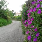 la via dei fiori