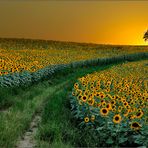 La Via del Sole