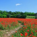 La via fiorita