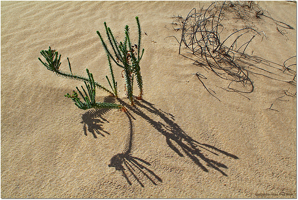 La vida en el desierto ³