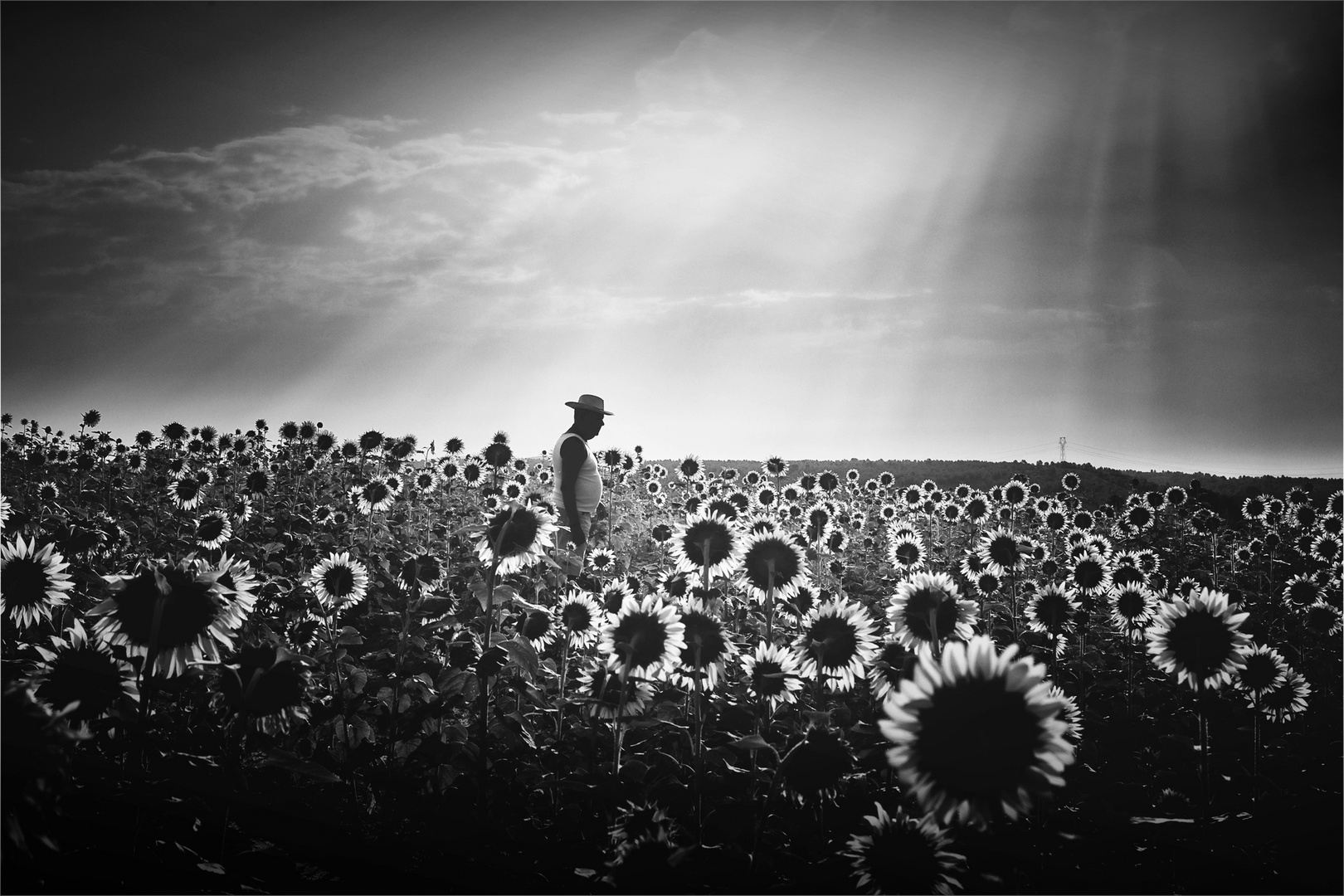 La vida entre Girasoles